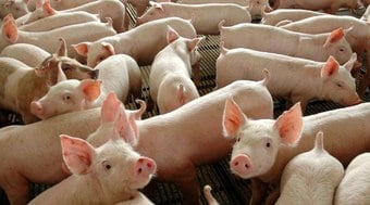 Preços do suíno vivo e carne suína sobem há três meses