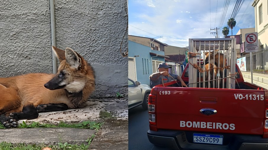 Lobo-guará foi encontrado dentro do Colégio São Joaquim/Unisal, em Lorena (SP) Lobo-guará foi encontrado dentro do Colégio São Joaquim/Unisal, em Lorena (SP)
