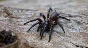 Aranhas mais perigosas do mundo fazem 60 vítimas em SP