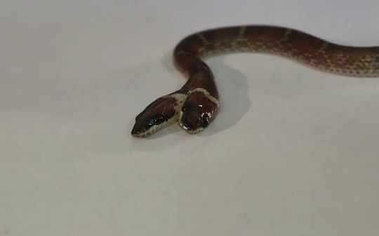 Rara cobra de duas cabeças é resgatada na Índia