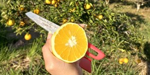 Conheça o Circuito da Laranja de Tanguá (RJ)