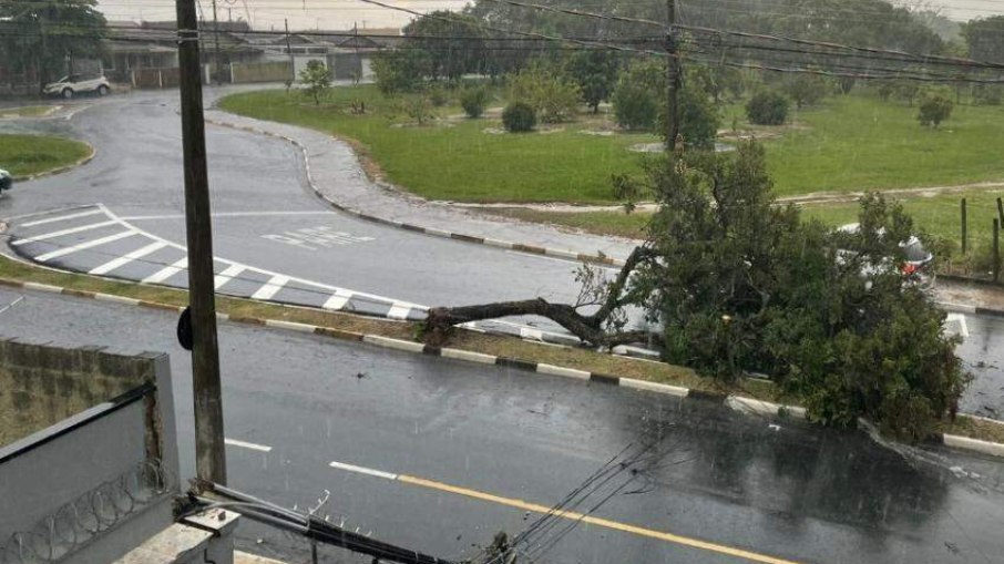 Ao menos 16 quedas de árvores foram registradas durante forte temporal.