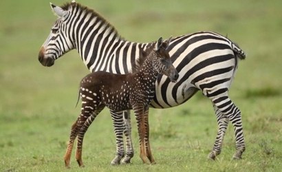 Zebra com bolinhas em vez de listras bomba na web; veja fotos
