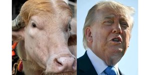 Búfalo 'parecido com Trump' será sacrificado em festival