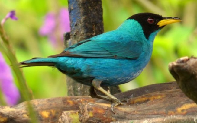Pássaro com dois sexos tem um lado do corpo de cada cor