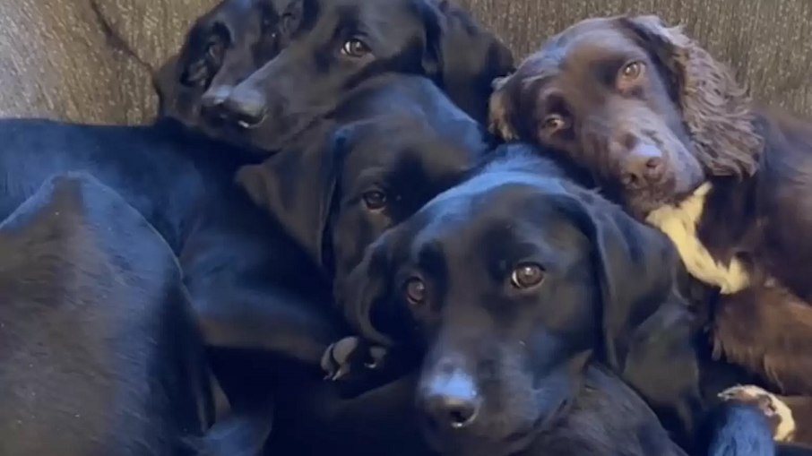 Imogen Carr chama a forma como seus cães se aconchegam de 'Poça de Carinho'