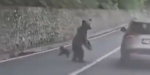 Vídeo mostra momento em que urso ataca turista em carro
