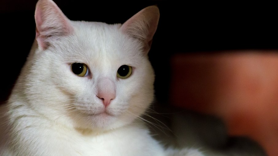 Gatos brancos: por que precisam de atenção extra? Estudos explicam