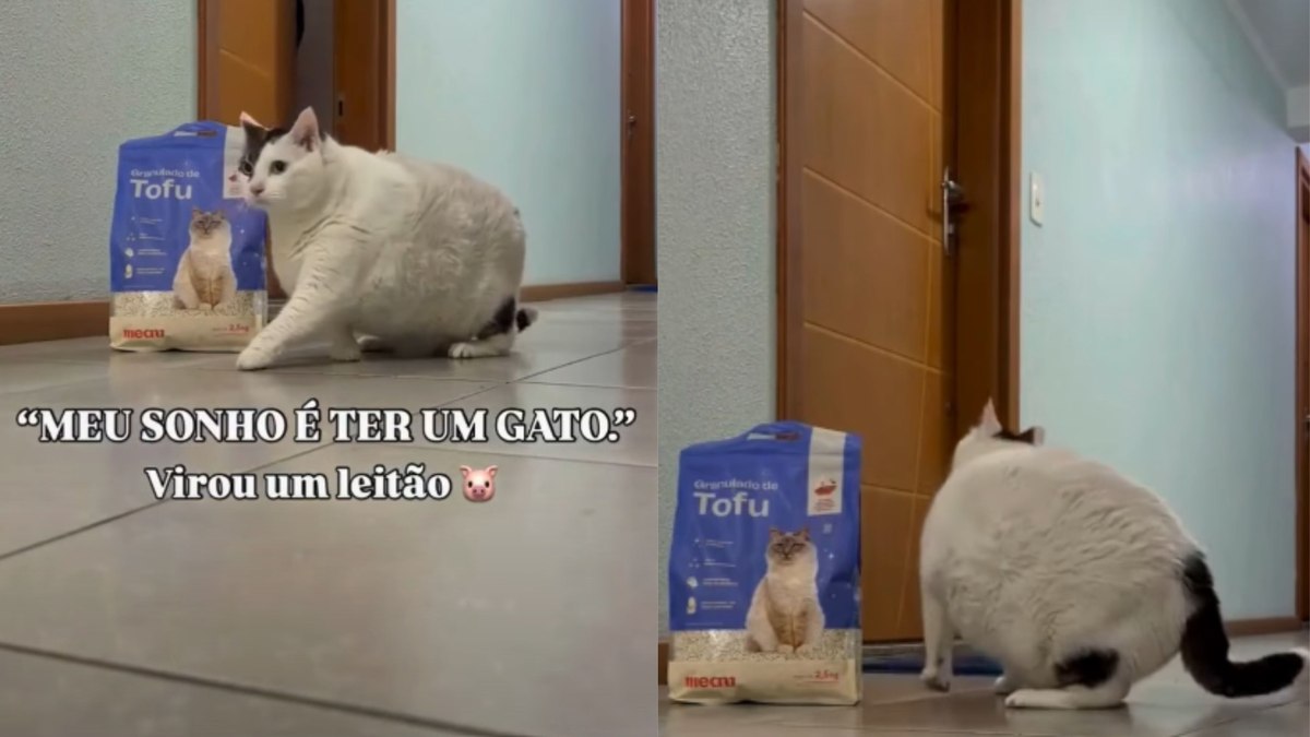 Gatinho gordinho faz sucesso ao iniciar processo de emagrecimento