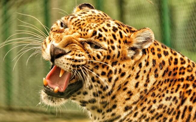 Caçadores cortaram a cabeça do leopardo