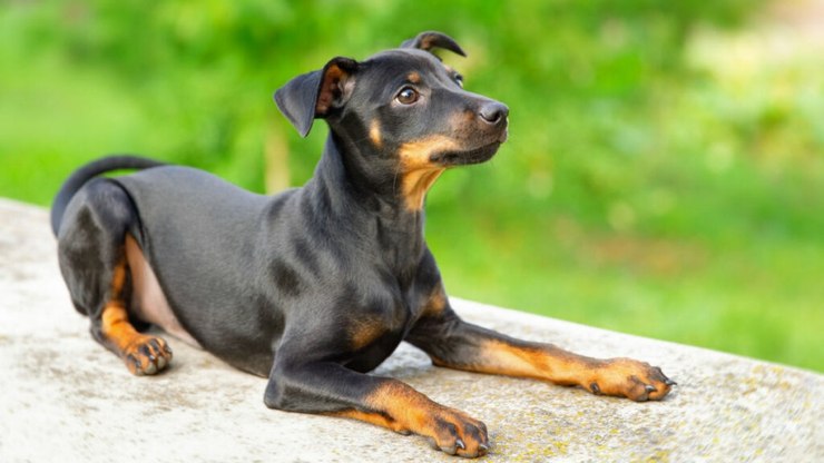 20 nomes para pinscher inspirados em filmes e séries