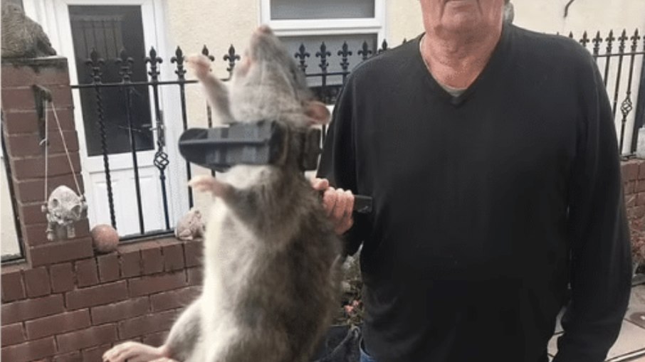 Homem mata rato gigante de quase um metro de comprimento - Mundo Bom