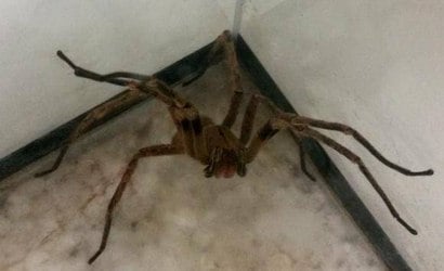 Brasil tem a aranha mais perigosa do mundo
