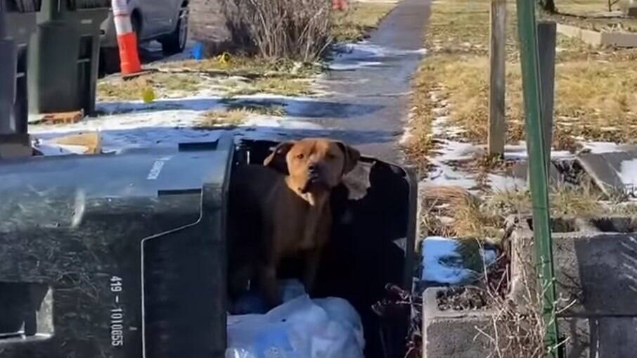 Momento em que o cachorro foi encontrado, se abrigando em uma lata de lixo