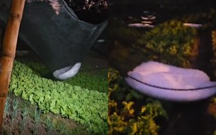 Chuva de granizo atinge Urupês (SP) e impressiona moradores