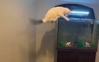 VÍDEO: Gato 'meliante' disfarça e rouba peixe sem levantar suspeitas