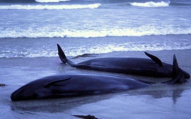 Vídeo mostra mais de 100 baleias-piloto encalhadas em praia na Austrália