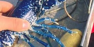 Não é história de pescador: raríssima lagosta azul é capturada!