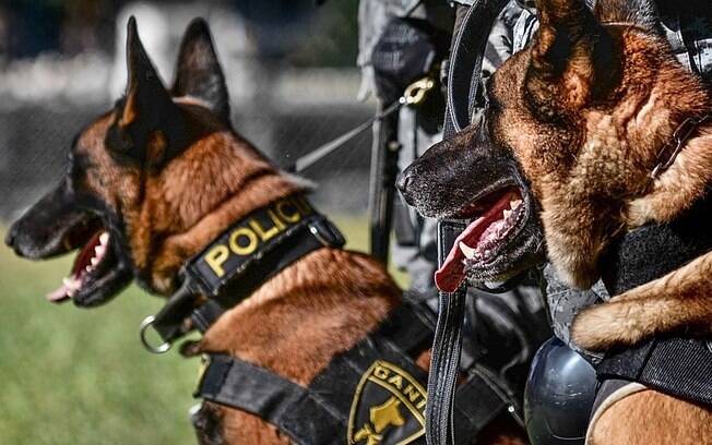 Cães do Canil de Choque da Polícia Militar do Estado de São Paulo