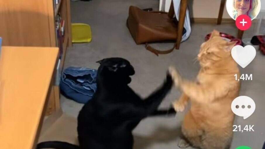 O vídeo de um par de gatinhos aparentemente brigando viralizou no TikTok, parece que os gatos se entediaram com a atividade.