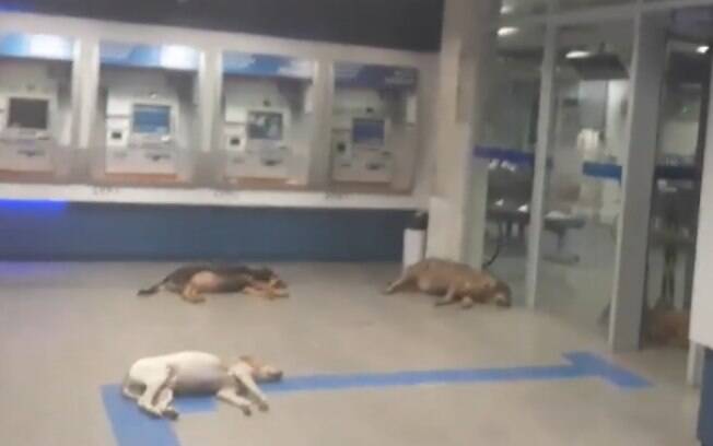Cães invadem banco com ar-condicionado para escapar de calor de 40ºC
