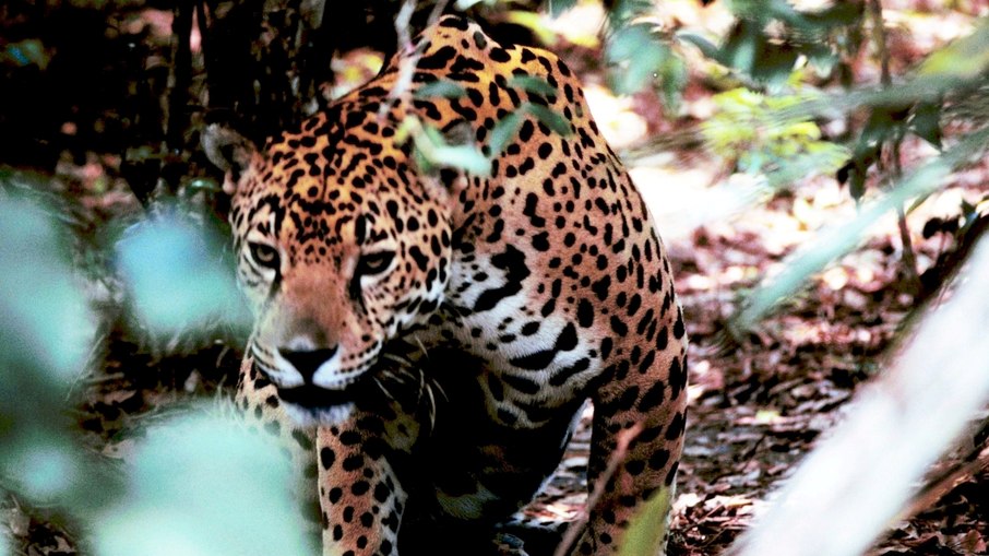 Onça-pintada é o maior felino das Américas; animal matou égua e atacou homem na zona rural de Porto Velho Onça-pintada é o maior felino das Américas; animal matou égua e atacou homem na zona rural de Porto Velho