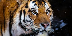 Conheça o tigre que rastreou homem por 12 horas para se vingar