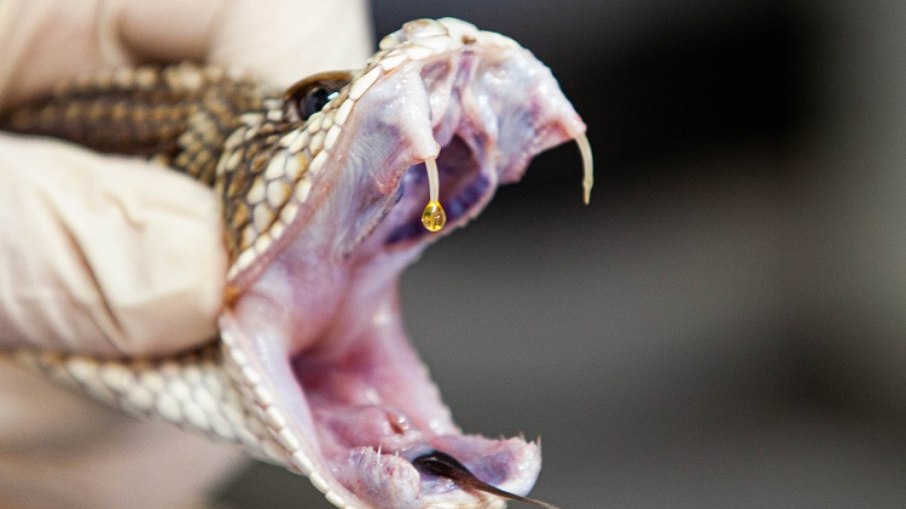 As cobras peçonhentas cumprem importante papel no equilíbrio ecológico e colaboram com a ciência As cobras peçonhentas cumprem importante papel no equilíbrio ecológico e colaboram com a ciência