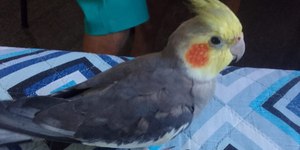 Saiba como cuidar corretamente da sua calopsita de estimação