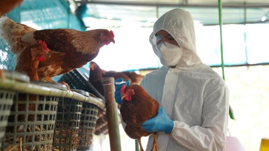Focos de gripe aviária foram registrados nos municípios de Montenegro e Sapucaia do Sul, no Rio Grande do Sul