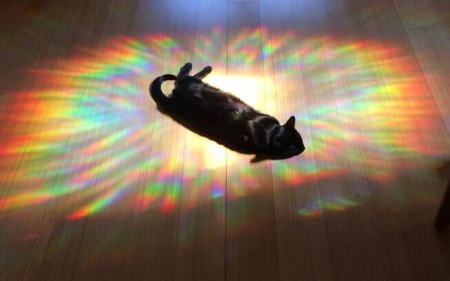 Confira fotos de gatos fofíssimos que amam um banho de sol