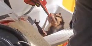 Bombeiros resgatam saruê em tanque de casa; veja o vídeo