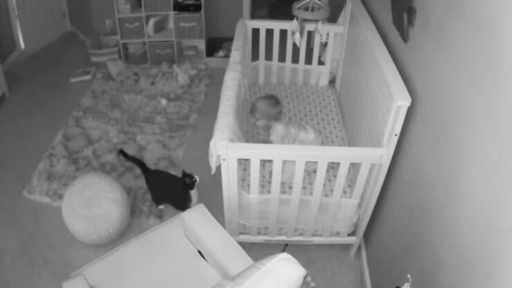 Câmera escondida flagra gato fofo e bebê conversando