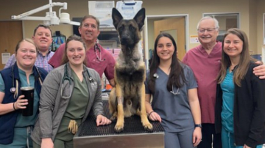 Rocky é um K-9 da raça Pastor Belga Malinois