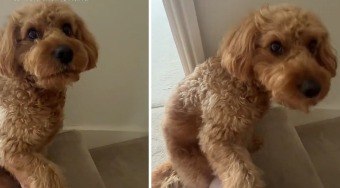 Cachorro segura mão da tutora com medo de estranho e viraliza