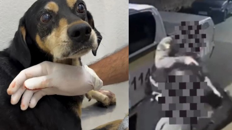 Cachorro é baleado por PM durante abordagem no Rio Grande do Sul