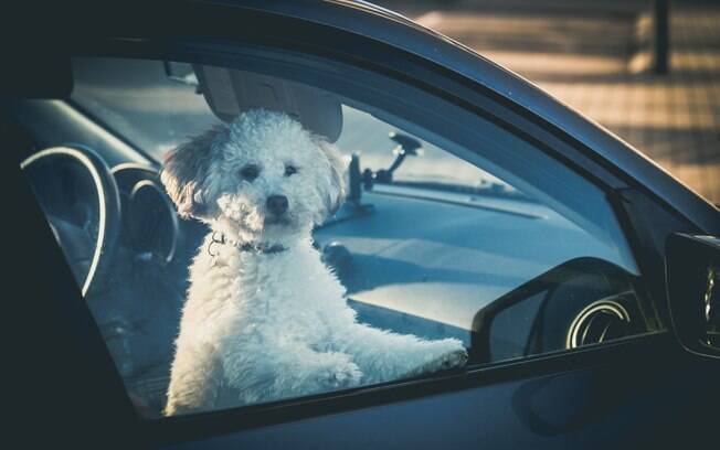 Poodle fica preso dentro de carro