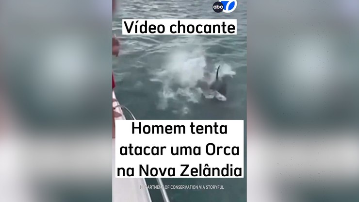 Homem é multado por pular 'de barriga' em baleia orca; veja vídeo