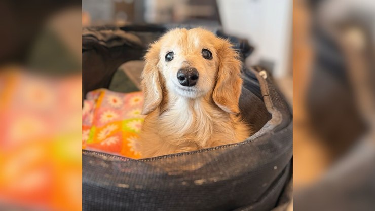 Cachorrinha faz sucesso nas redes com sorriso natural; vídeo