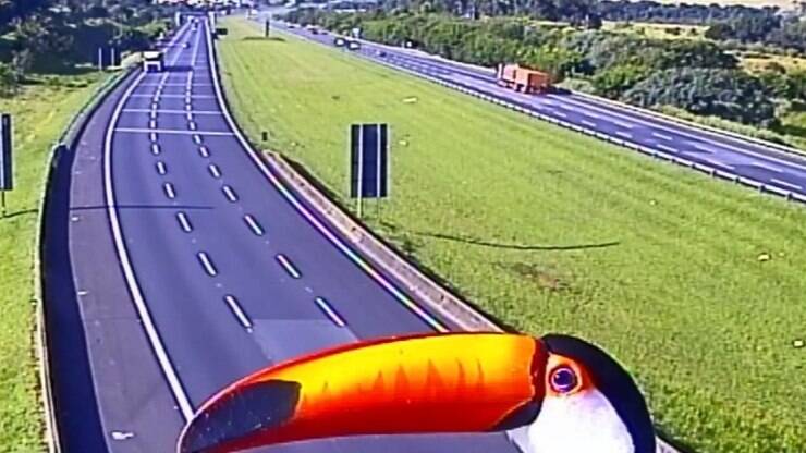 Pica-pau e tucano se exibem para câmeras de rodovias, em Campinas
