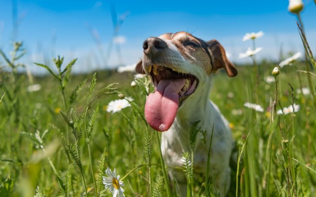 Cachorro com respiração ofegante é normal? Entenda motivos