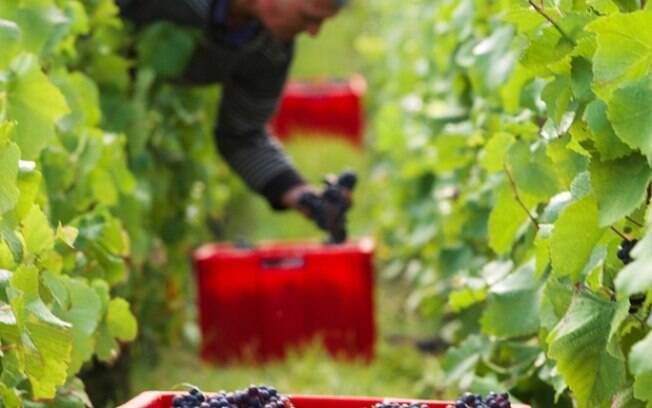 Uva Pinot Noir comemora seu dia Internacional em18 de agosto