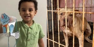 Criança de 4 anos morre após ser atacada por pitbull em Goiás