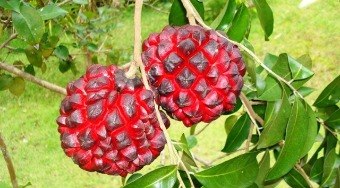 Pinda%C3%ADba%3A%20a%20fruta%20que%20virou%20s%C3%ADmbolo%20da%20escassez