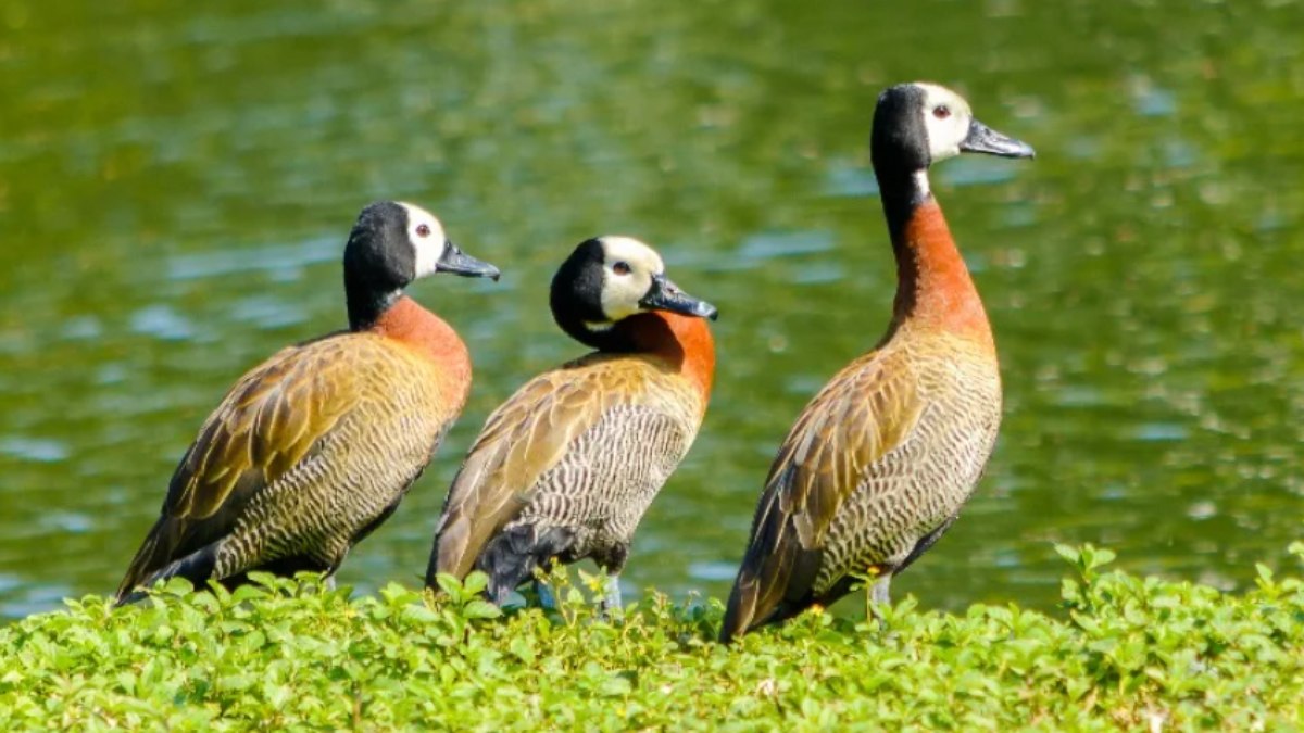 Gripe aviária é confirmada em marreco no Parque Ibirapuera
