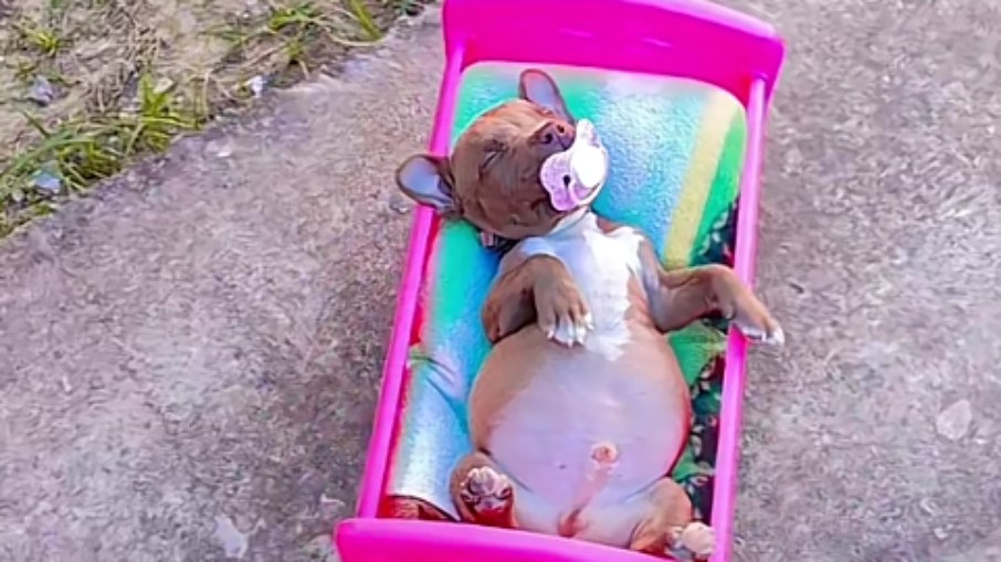 Sophia, a encantadora de animais 