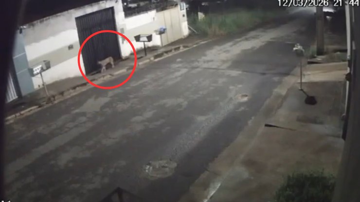 Onça é flagrada pulando muro de casa em cidade de MG; veja vídeo