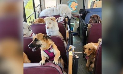 Ônibus 'escãolar' leva cãezinhos para a creche 