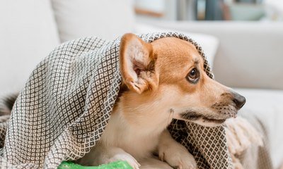 Veja como o frio pode mudar o jeito dos cães