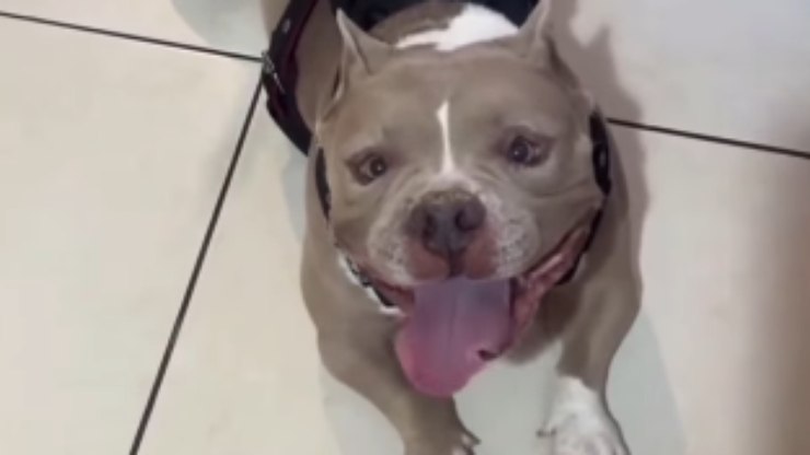 Pitbull%20%22sorri%22%20e%20conversa%20com%20tutora%20em%20momento%20dengoso